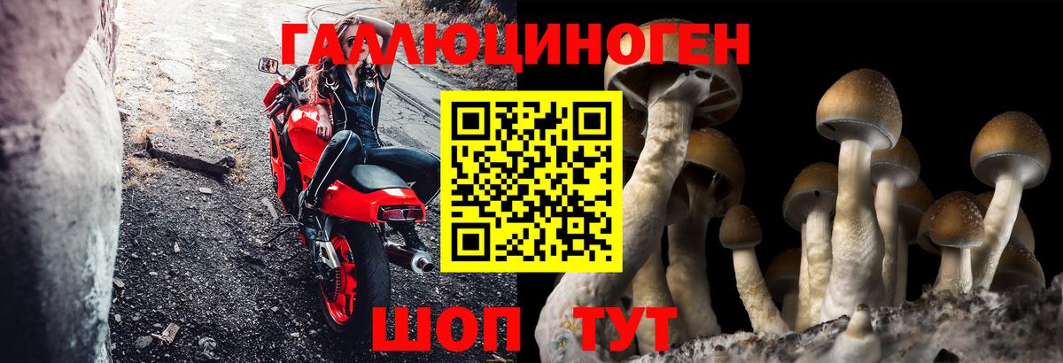 купить наркотик  Борзя  Псилоцибиновые грибы Psilocybe 